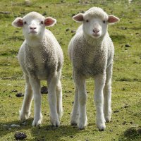 Island Blend Fine | Luxury Merino, Alpaca & Silk Knitting Yarn