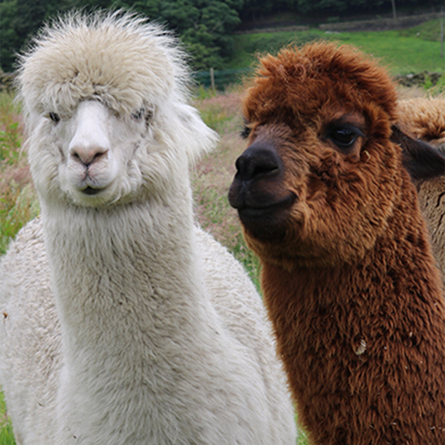 Moordale | British Wool and Alpaca Blend